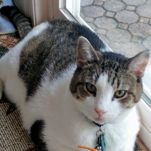 Meet your Posher, Sue - Picture 1 of 1